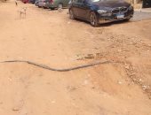 الكلاب الضالة بالمنطقة ص بحدائق الاهرام تزعج الأهالى