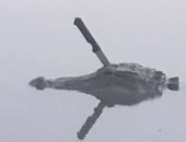 صدمة لسكان ولاية تكساس بعد ظهور تمساح يسبح بسكين فى الرأس