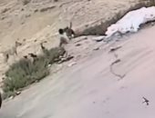 فيديو.. الكلاب الضالة تهاجم طفلا فى السعودية ووالده ينقذه من الموت