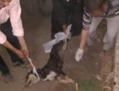 بيطري الغربية:حملات مكثفة للقضاء على الكلاب الضالة 