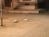 سكان شارع 57 براس البر يشكون انتشار الكلاب الضالة