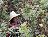 مزارعو الصين يحصدون ثمار القطلب وسط أجواء مبهجة