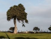 سقوط شجرة نادرة عمرها 100 عام فى كاليفورنيا.. والسبب مجهول
