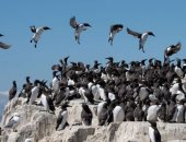 أبحاث تكشف: الرياح تمنع الطيور البحرية من الوصول إلى موطنها