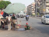 صور.. اضبط مخالفة.. بائعوا البطيخ ببورسعيد يستولون على الطريق العام
