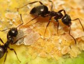 5 حقائق علمية لا تعرفها عن النمل