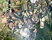 شكوى من إلقاء أهالى شارع مصطفى النحاس بالجيزة مياه الصرف الصحى بالترعة