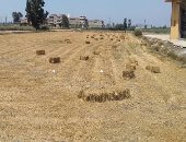 وزارة البيئة: زيادة مواقع جمع قش الأرز بكفر الشيخ لـ31 