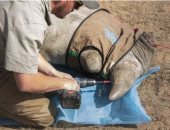 تسميم وحيد القرن لإنقاذه.. اعرف كيف يتم مواجهة صيده لبيع قرنه؟