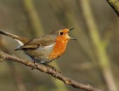 كيف تؤثر ضوضاء البشر بالسلب على الطيور.. دراسة تجيب