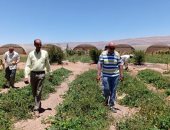 صور.. رئيسا مدينة أبوزنيمة وجهاز تنميه وتعمير سيناء يتفقدان مشروعات قرية الرملة
