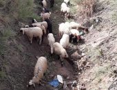 قارئ يشكو من تراكم القمامة بمنطقة قِريِّهِ دِشٍلَوِطّ مَرګزِّ دِيِّروِطّ