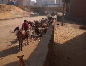 الأغنام ترعى على القمامة بأرض اللواء