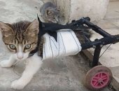  الرحمة فى القلوب.. تونسى يصنع عربة لمساعدة القطط المعاقة 
