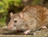 فئران "فى حجم القطط" تثير الرعب فى بلدة نيو كاسل السياحية ببريطانيا