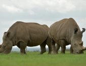 "نقل الأجنة" تقنية جديدة لحماية وحيد القرن من الانقراض.. اعرف ازاى