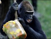 صور.. آيس كريم وفواكه مثلجة للحيوانات فى أوروبا لتحمل الموجة الحارة