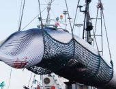 اليابان تستأنف صيد الحيتان التجارى وسط غضب المجتمع البيئى