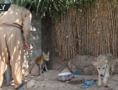 شاهد.. نجاح رعاة عراقيين فى تدجين ذئاب لحراسة الأغنام