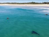 أسماك القرش تثير رعب المصطافين على الشواطئ الاسترالية "صور"