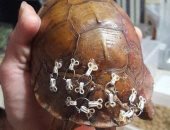 بمشابك حمالة الصدر.. منظمة حيوانات برية تساعد فى علاج السلاحف