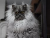 القط الغضبان "Juno" يشعل موقع انستجرام بسبب صوره
