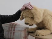 تطوير كلب آلى فى كاليفورنيا لمساعدة الأشخاص المصابين بالزهايمر
