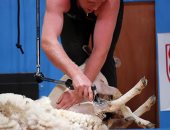 صور.. انطلاق مسابقة قص شعر الخراف فى فرنسا