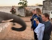 "اوعى وشك".. فيل "يصفع" أمريكية على وجهها أثناء تصويره.. فيديو 