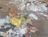انتشار الكلاب الضالة بقرية العوكلية مركز البلينا بسوهاج يزعج السكان