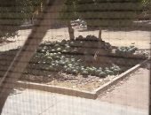 قارئ يطالب بإزالة شوادر غير مرخصة للباعة الجائلين بمعصرة سمالوط بالمنيا