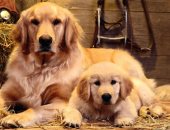 عشان ماتحصلش مشكلة.. 5 نصائح عند شراء الكلب