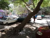 قارئ يحذر من سقوط شجرة بشارع الحسن بالدقى تعرض حياة المواطنين للخطر