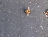 النحل يموت بعد زلزال كاليفورنيا فى ظاهرة غريبة.. شوف أيه اللى حصل؟