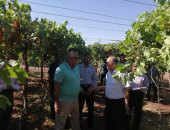 صور.. محافظ الوادى الجديد يتفقد مشروع "آفاق" الزراعى لإنتاج الفاكهة بمركز بلاط