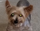 شاهد أغرب لقطات لحيوانات أليفة وشاركنا بصور حيواناتك الغريبة 