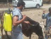 صور.. تحصين 124 ألف رأس ماشية ضد الحمى القلاعية والوادى المتصدع بكفر الشيخ