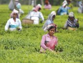 تعرف على دور التأمين فى تحقيق التنمية المستدامة.. منها القضاء على الفقر والجوع 