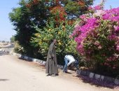 صور.. حملة تهذيب أشجار وتجميل مسار طريق القاهرة أسوان الزراعى بالأقصر