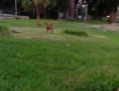 قارئ يشكو من انتشار الكلاب الضالة بمنطقة الحديقة الدولية بمدينة نصر