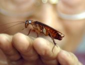 دراسة: الصراصير الألمانية طورت جهازها المناعى لمقاومة المبيدات الحشرية