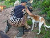 البرازيل تعاقب طبيب أسنان قتل أكثر من 1000 نمر "جاكوار" .. اعرف القصة
