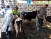 صور .. حملات لتحصين الماشية ضد مرض الحمى القلاعية غرب الإسكندرية