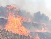 مستوطنون يشعلون النيران بـ1500 شجرة زيتون ببورين جنوب نابلس