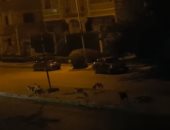 فيديو.. انتشار الكلاب الضالة بأعداد كبيرة فى الشيخ زايد.. والأهالى يستغيثون