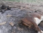 صور.. اعتداءات الإخوان ضد الأهالى فى مأرب باليمن واحتمالات بتجدد الاشتباكات