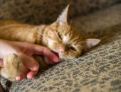 راقبها وابعد عنها.. اعرف إزاى تتعامل مع قطتك العدوانية