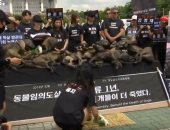 شاهد مظاهرات بكوريا الجنوبية تناهض أكل لحوم الكلاب وتطالب بحمايتها