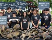 ارحموا الحيوان.. مظاهرات فى كوريا الجنوبية ضد تناول لحوم الكلاب.. صور