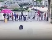 شاهد.. هروب "شمبانزى" من حديقة حيوان فى الصين